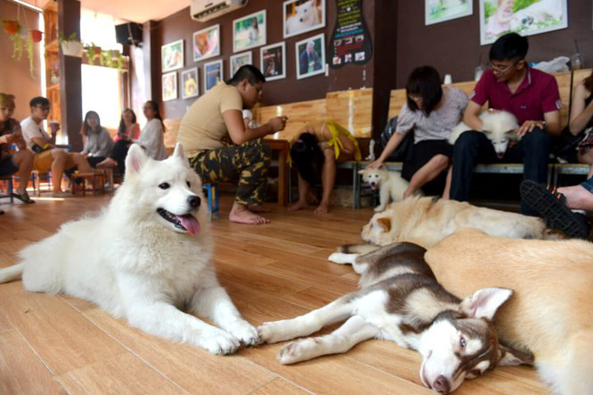 cafe thú cưng ở Sài Gòn