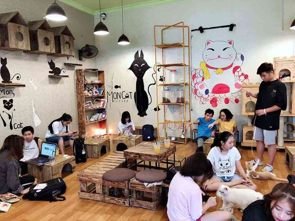 cafe mèo tại Hà Nội