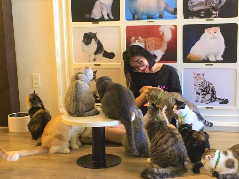 Khám Phá Top 10 Quán Cafe Mèo Đà Nẵng Siêu Đáng Yêu